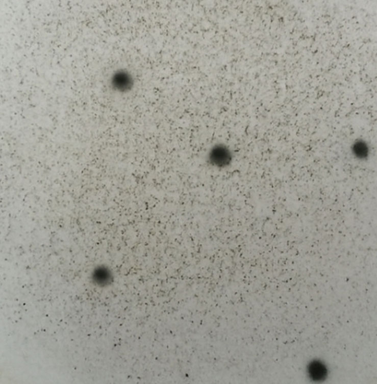 녹차진균 비살균